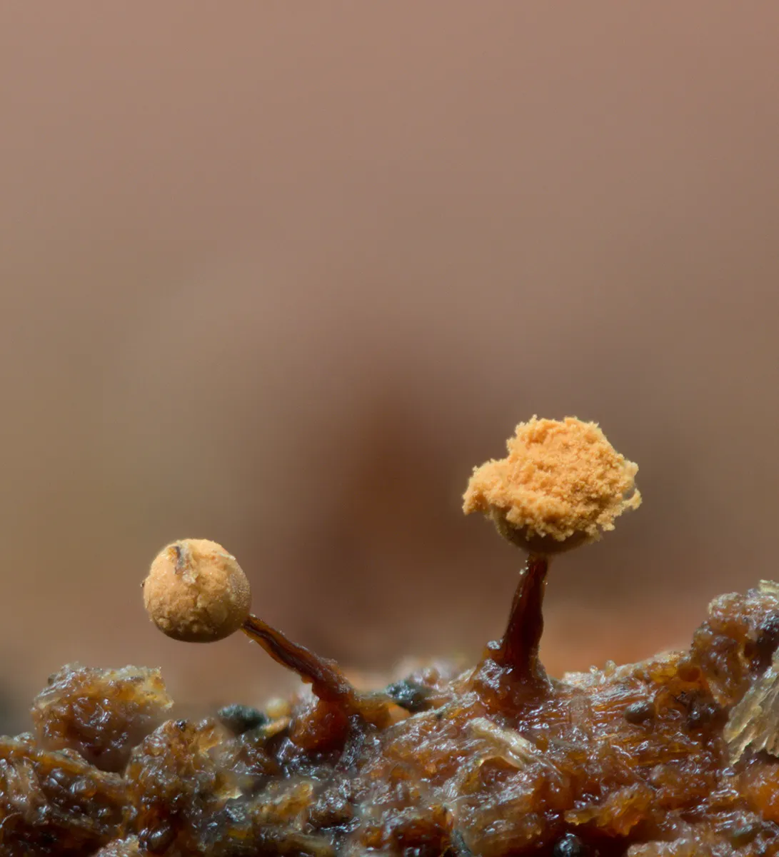 Slime Mould 2023C 18