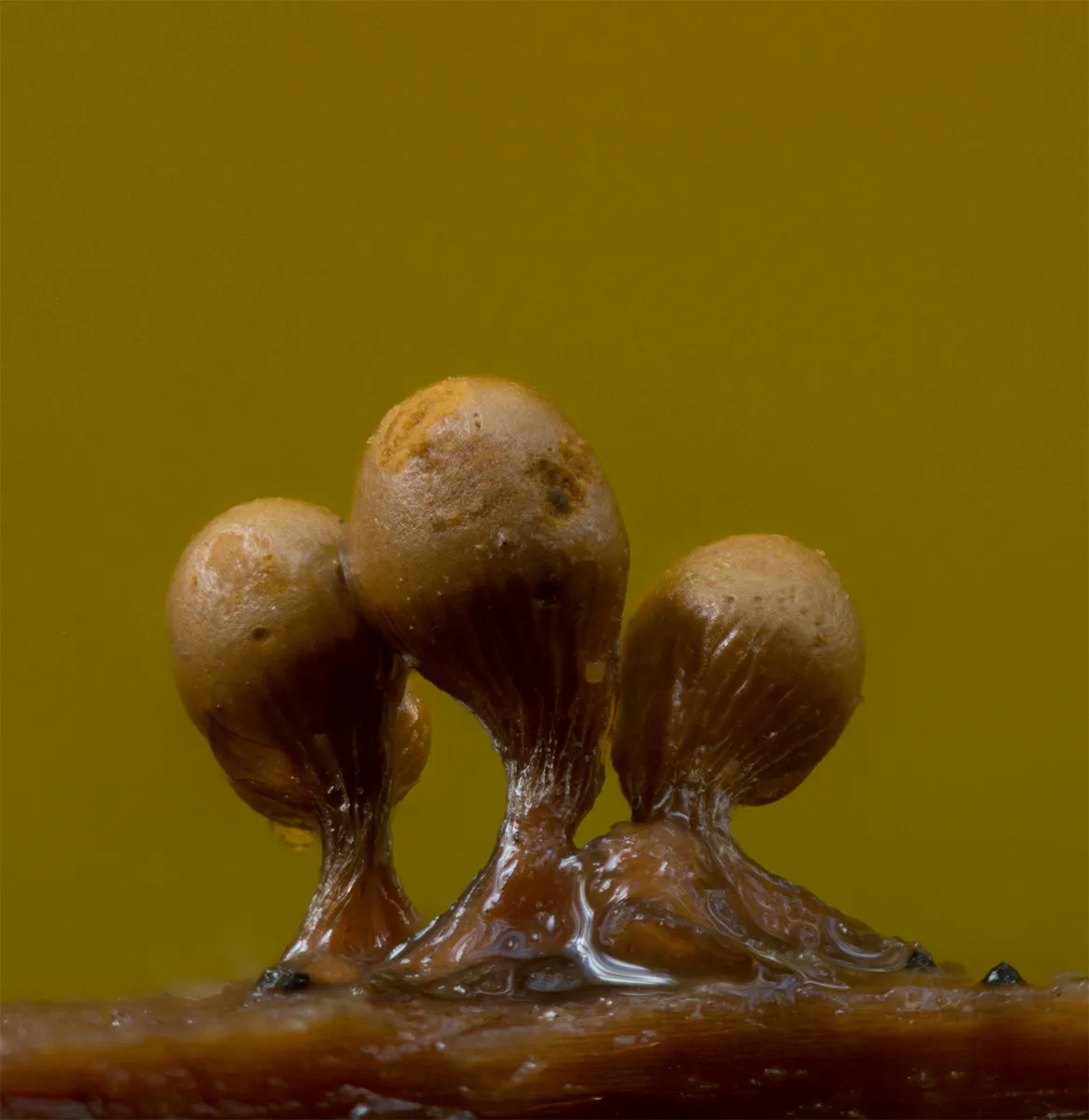Slime Mould 2023C 21