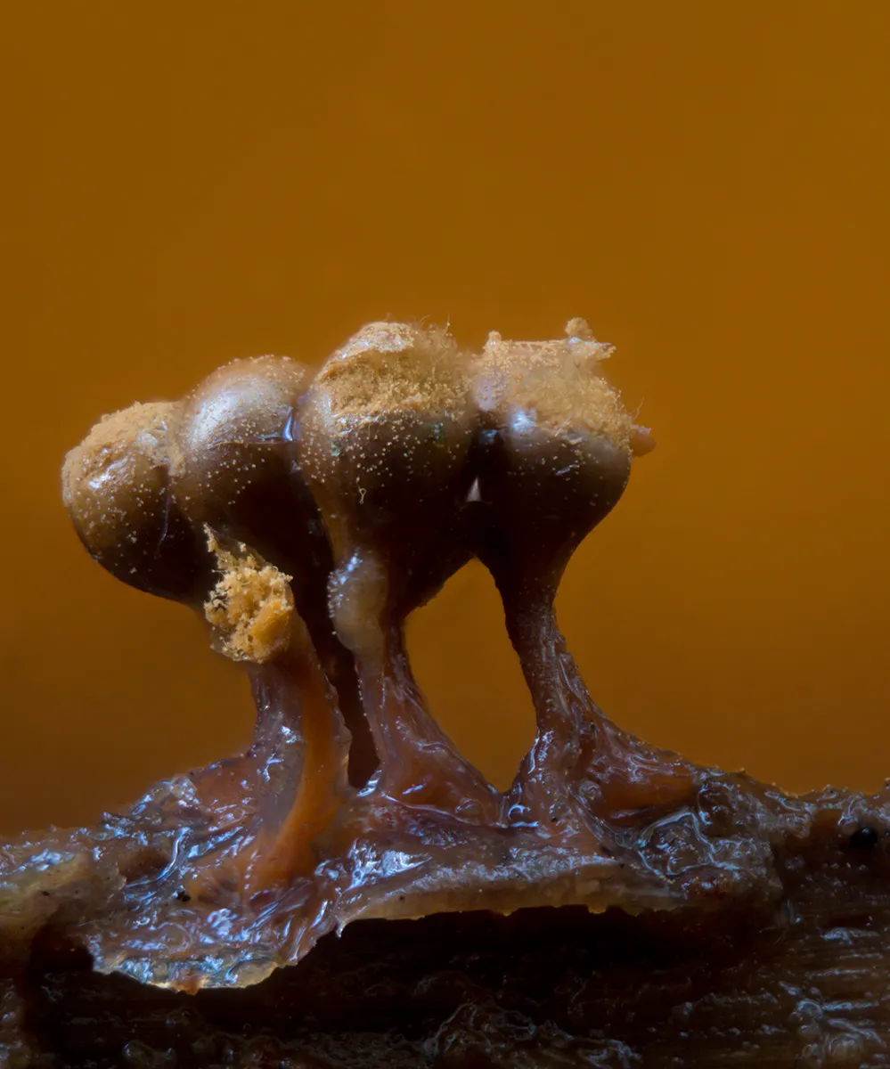 Slime Mould 2023C 22