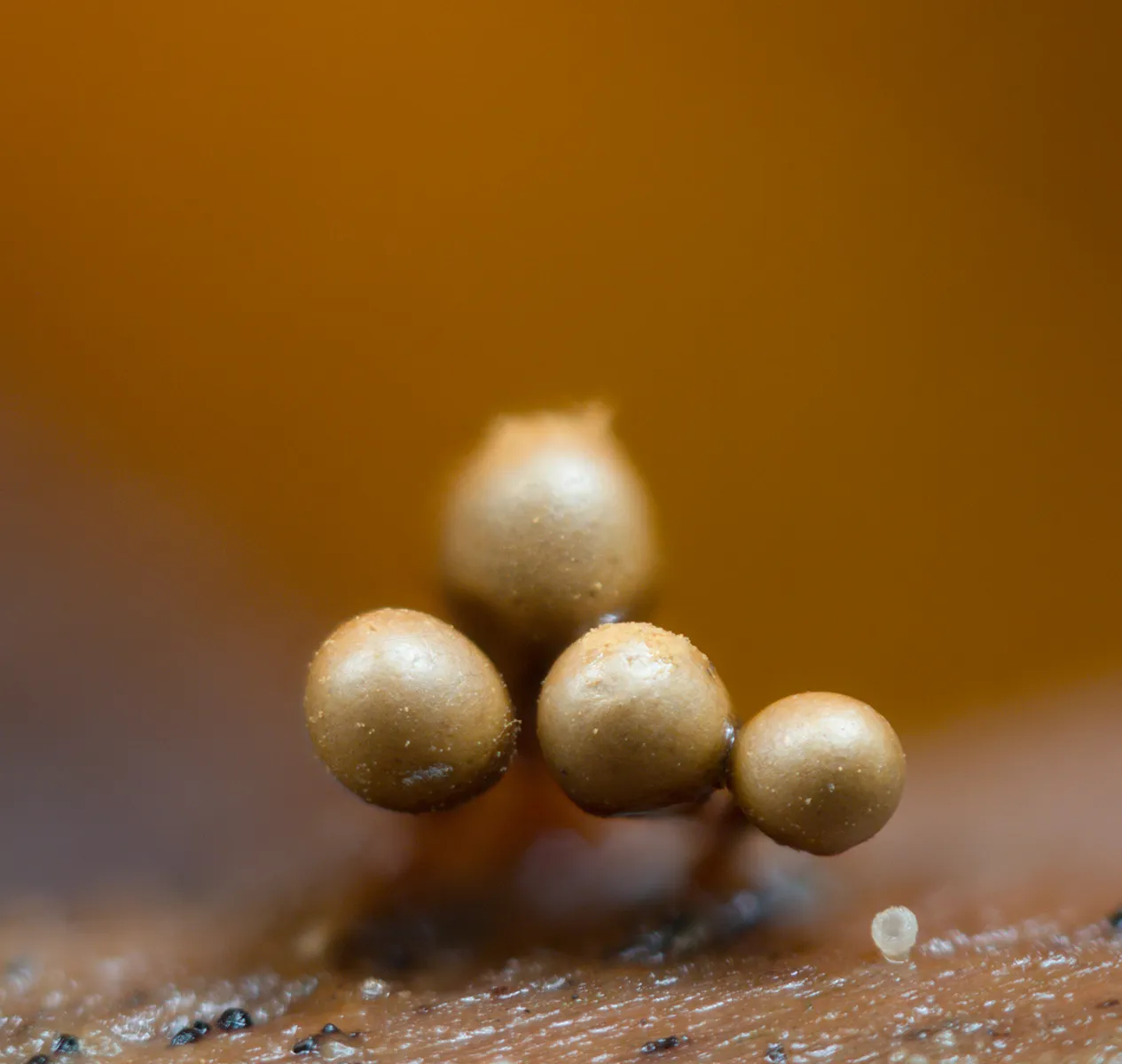 Slime Mould 2023C 24