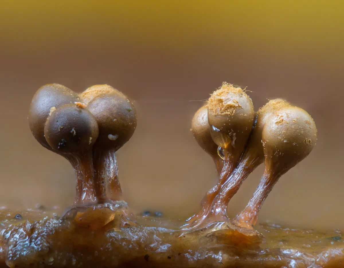 Slime Mould 2023C 25