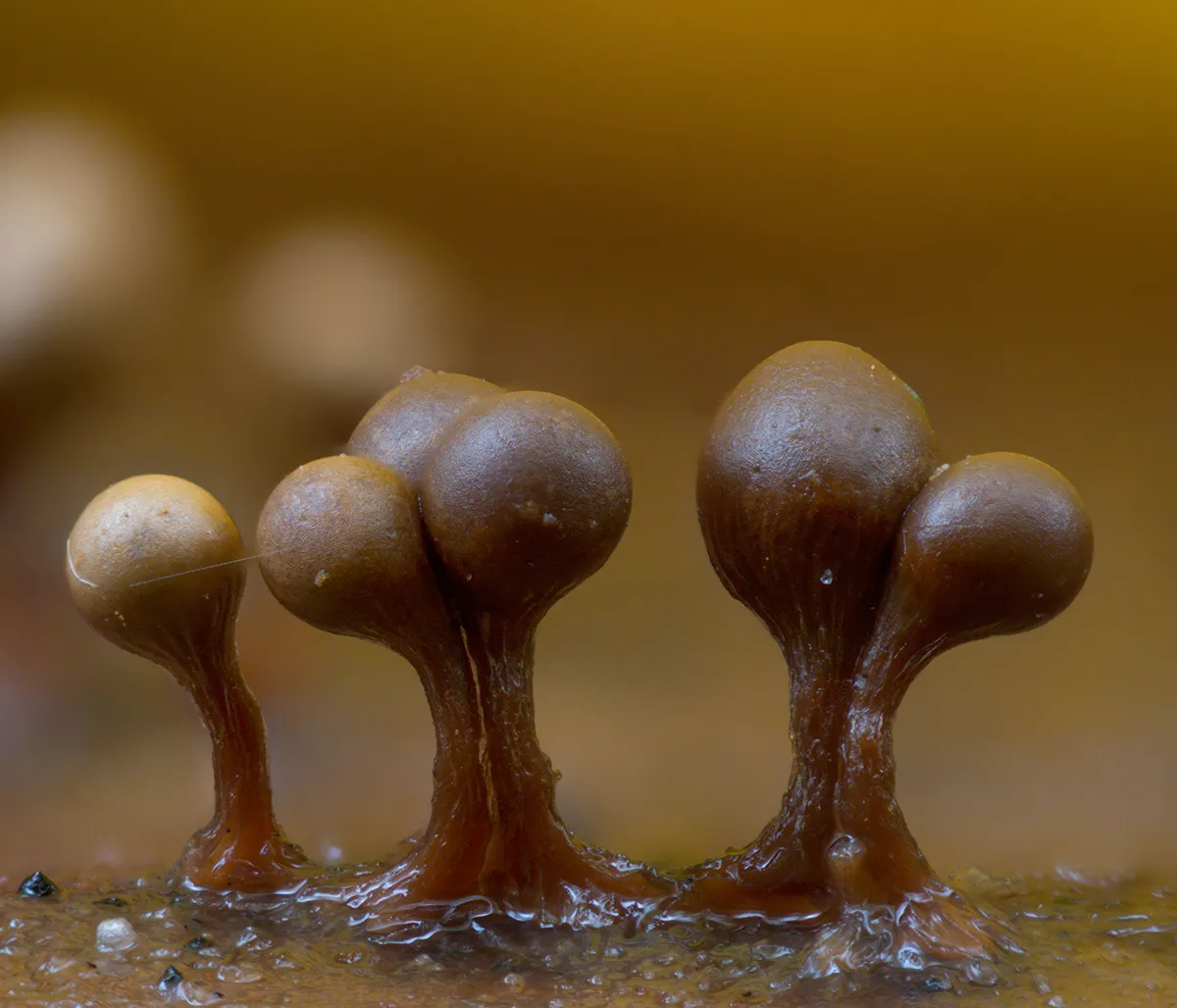 Slime Mould 2023C 26