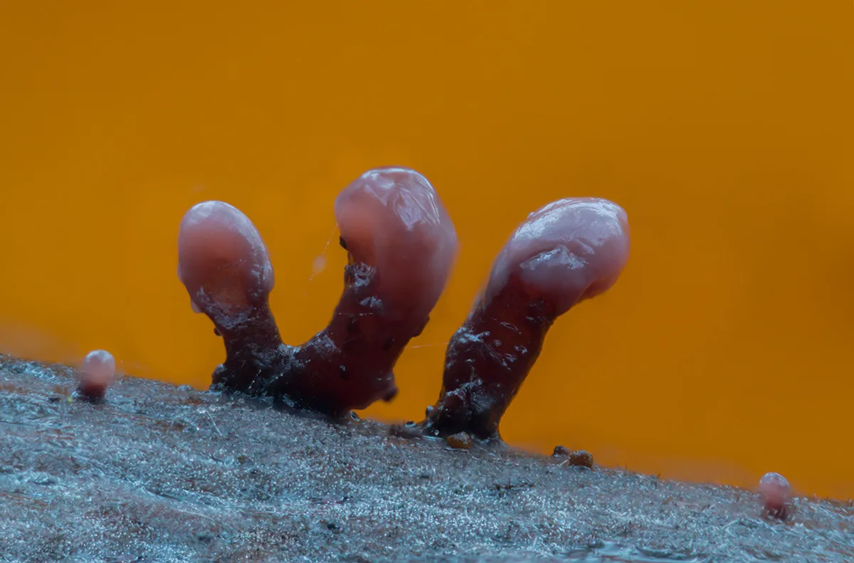 Slime Mould 2023C 27