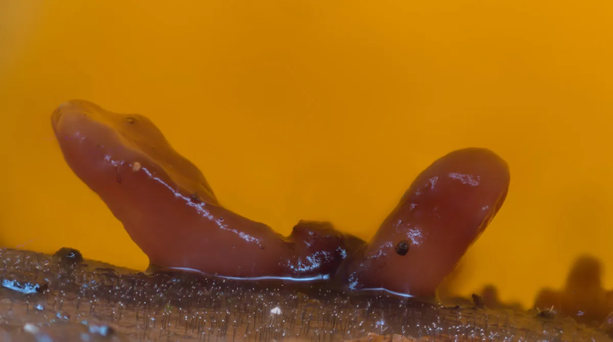 Slime Mould 2023C 28