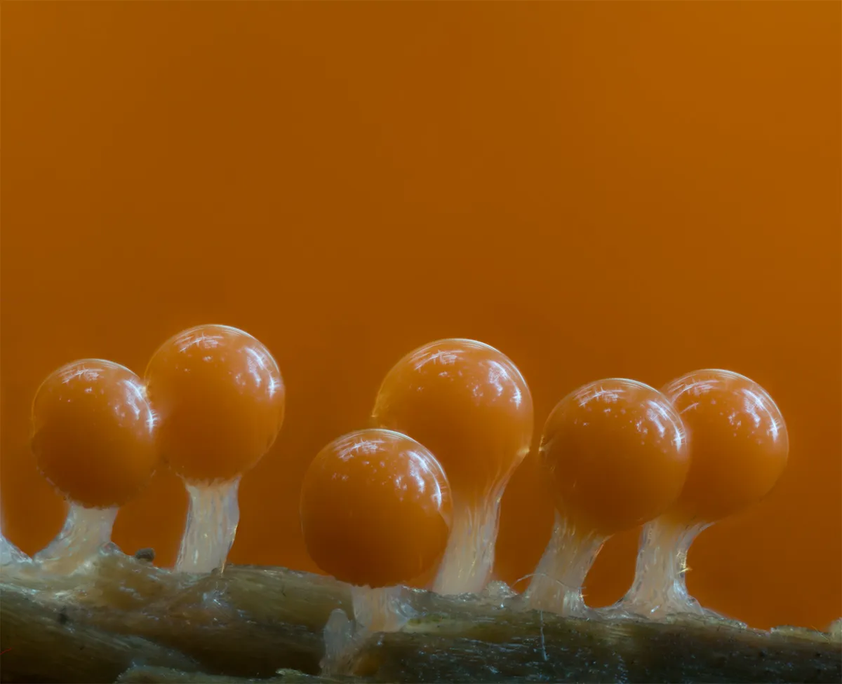 Slime Mould 2023C 3