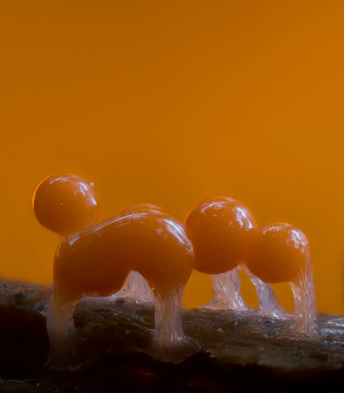Slime Mould 2023C 31