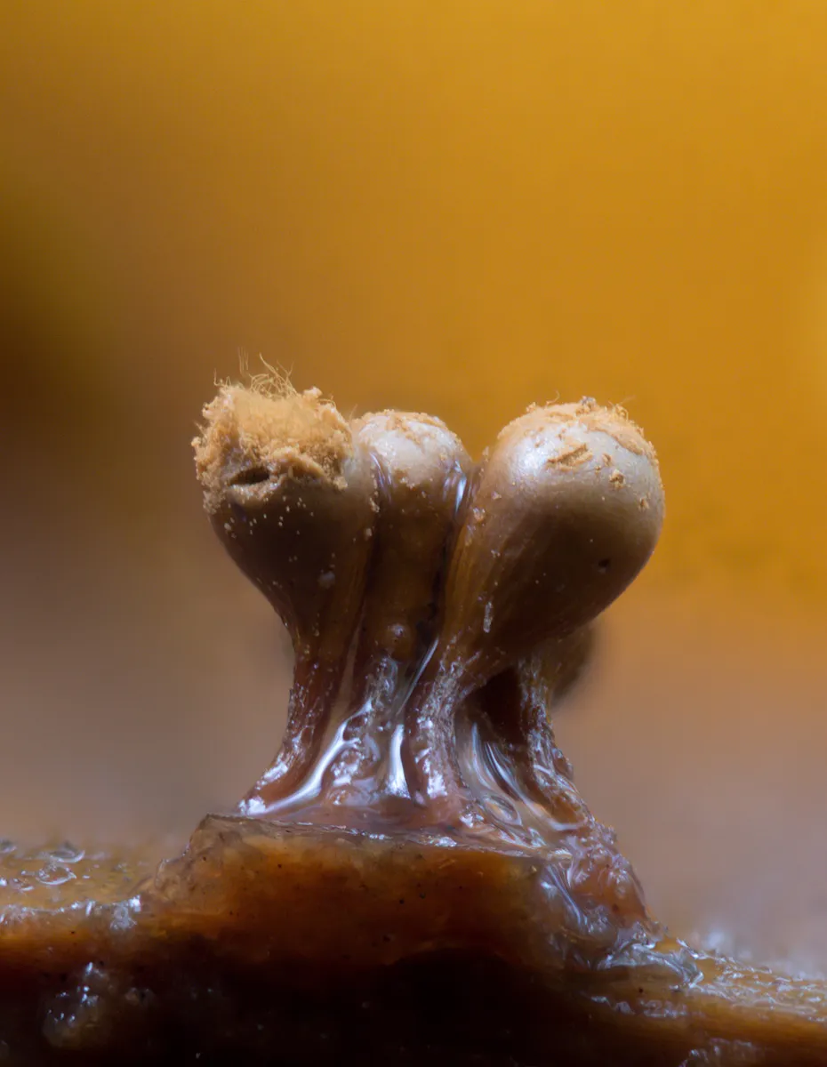 Slime Mould 2023C 32