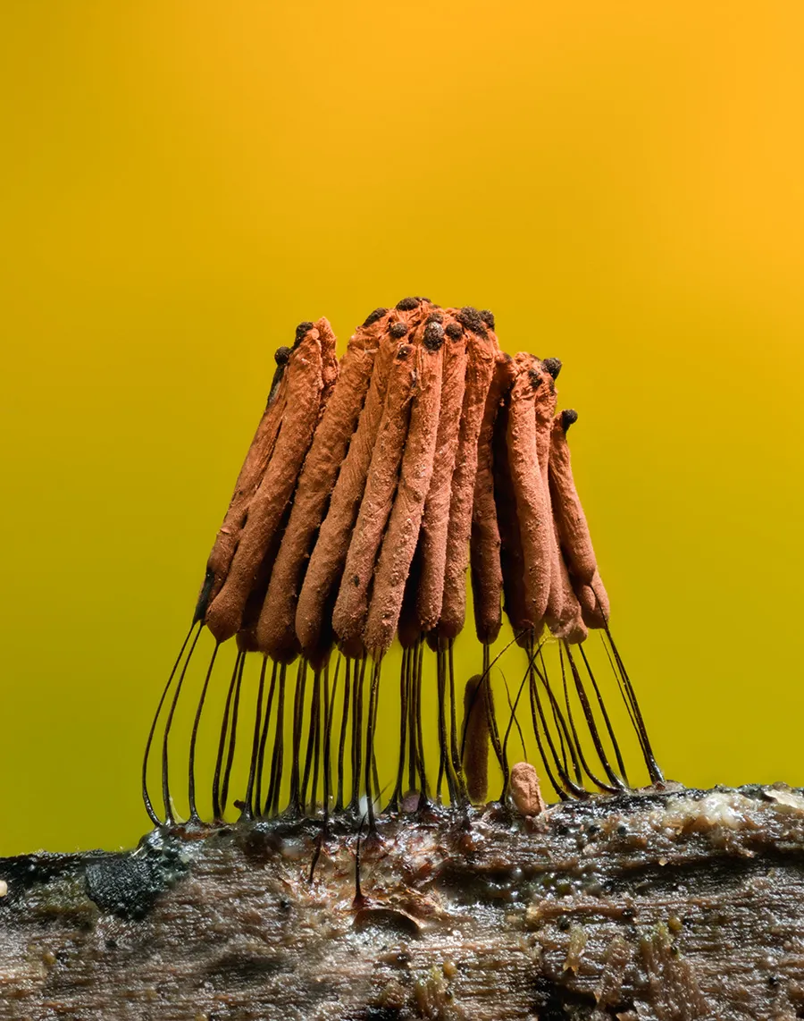 Slime Mould 2023C 34