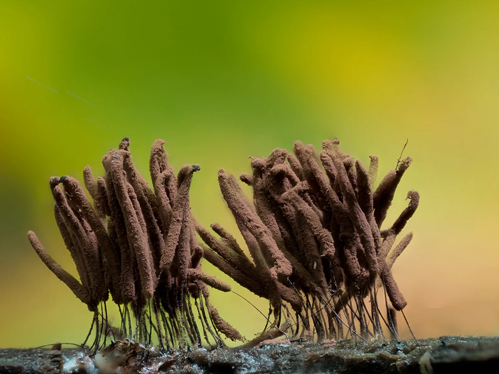 Slime Mould 2023C 36