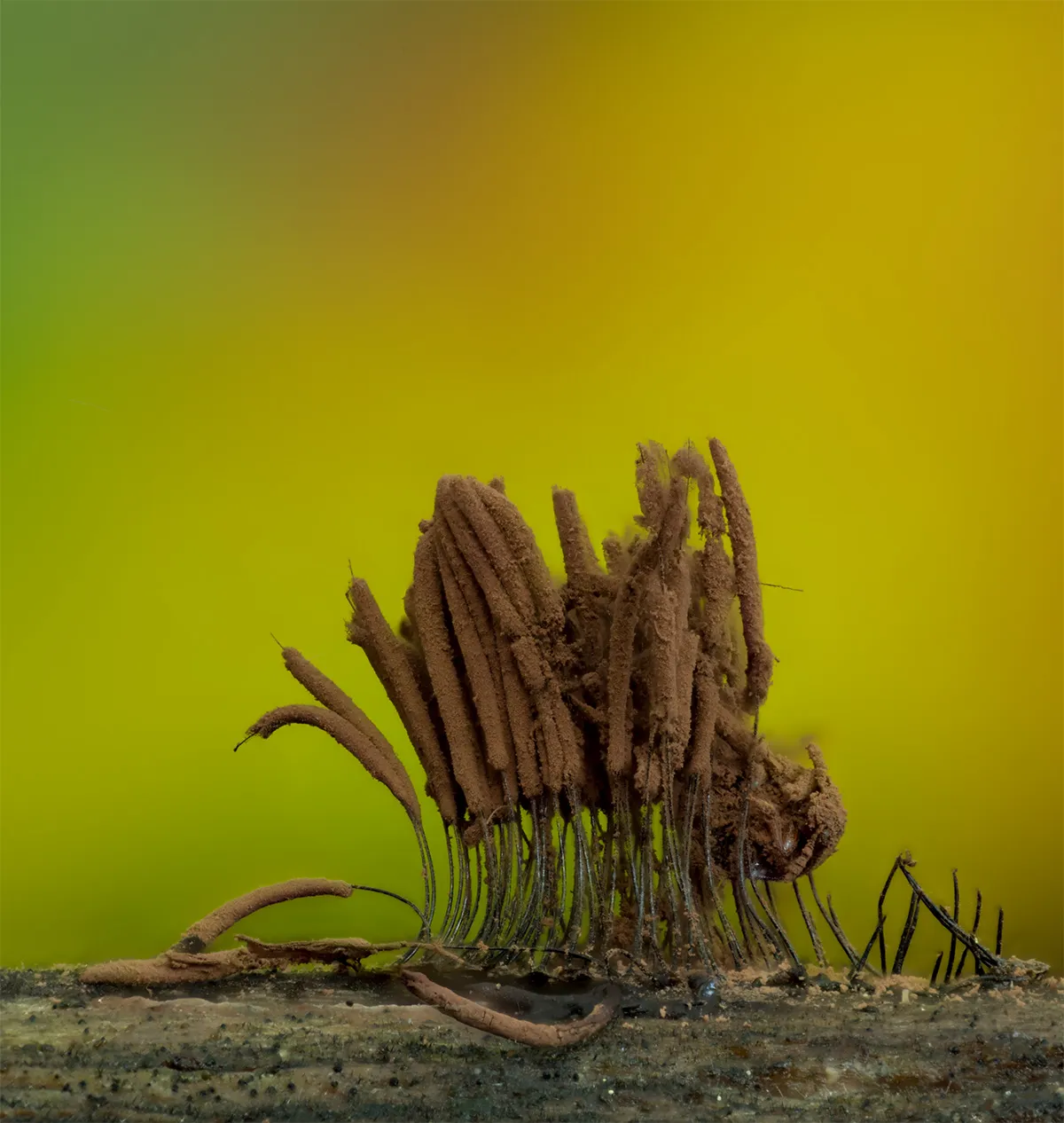 Slime Mould 2023C 39