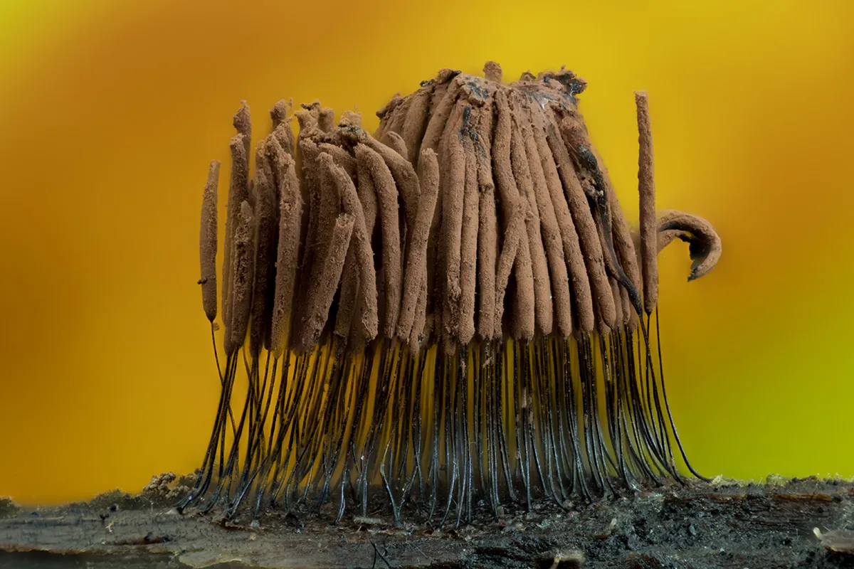 Slime Mould 2023C 40