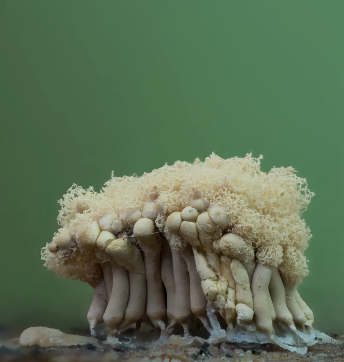 Slime Mould 2023C 43