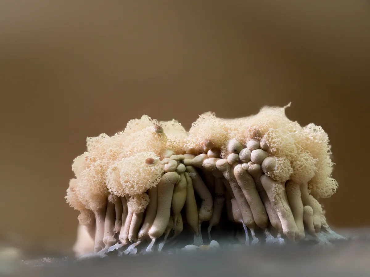 Slime Mould 2023C 44
