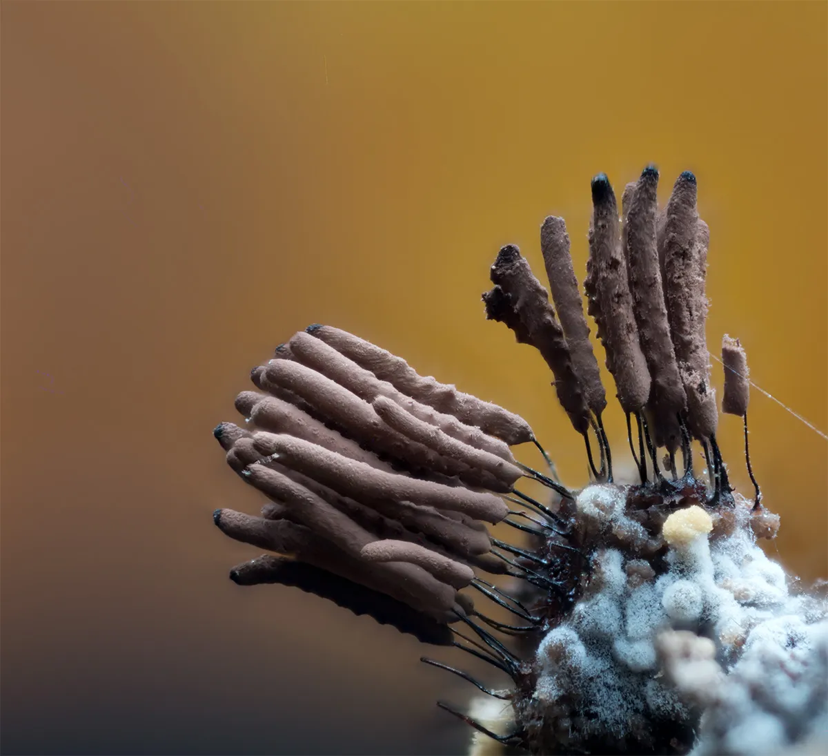 Slime Mould 2023C 5