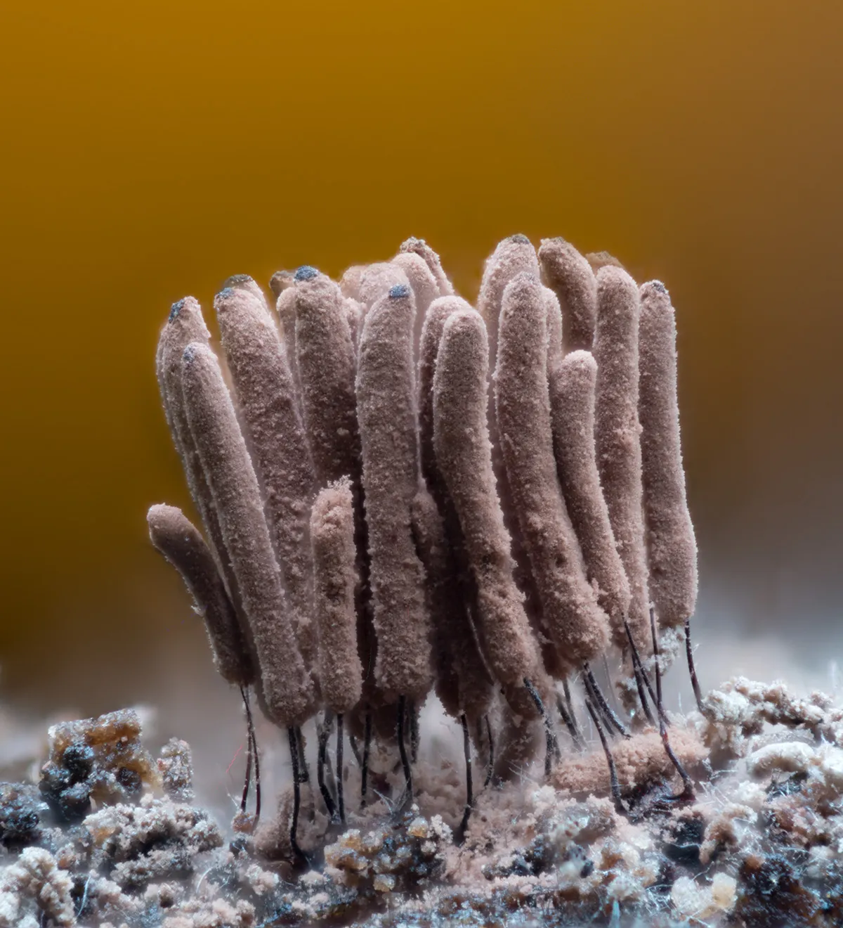 Slime Mould 2023C 6