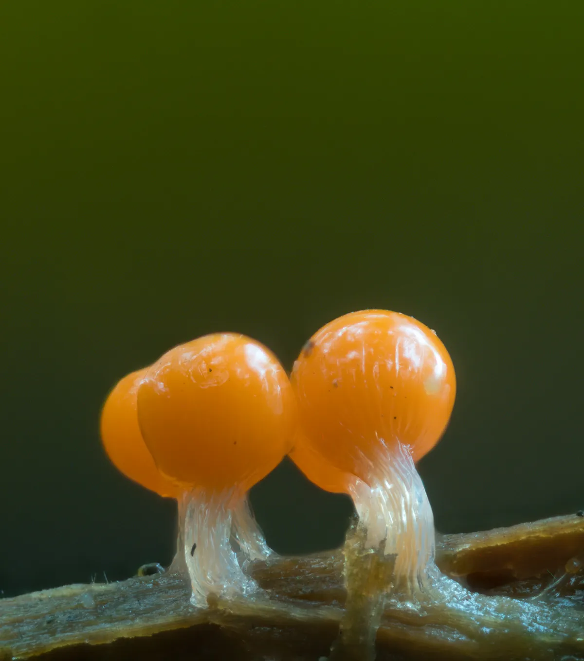 Slime Mould 2023C 7