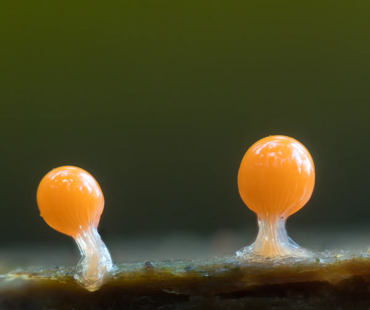 Slime Mould 2023C 8