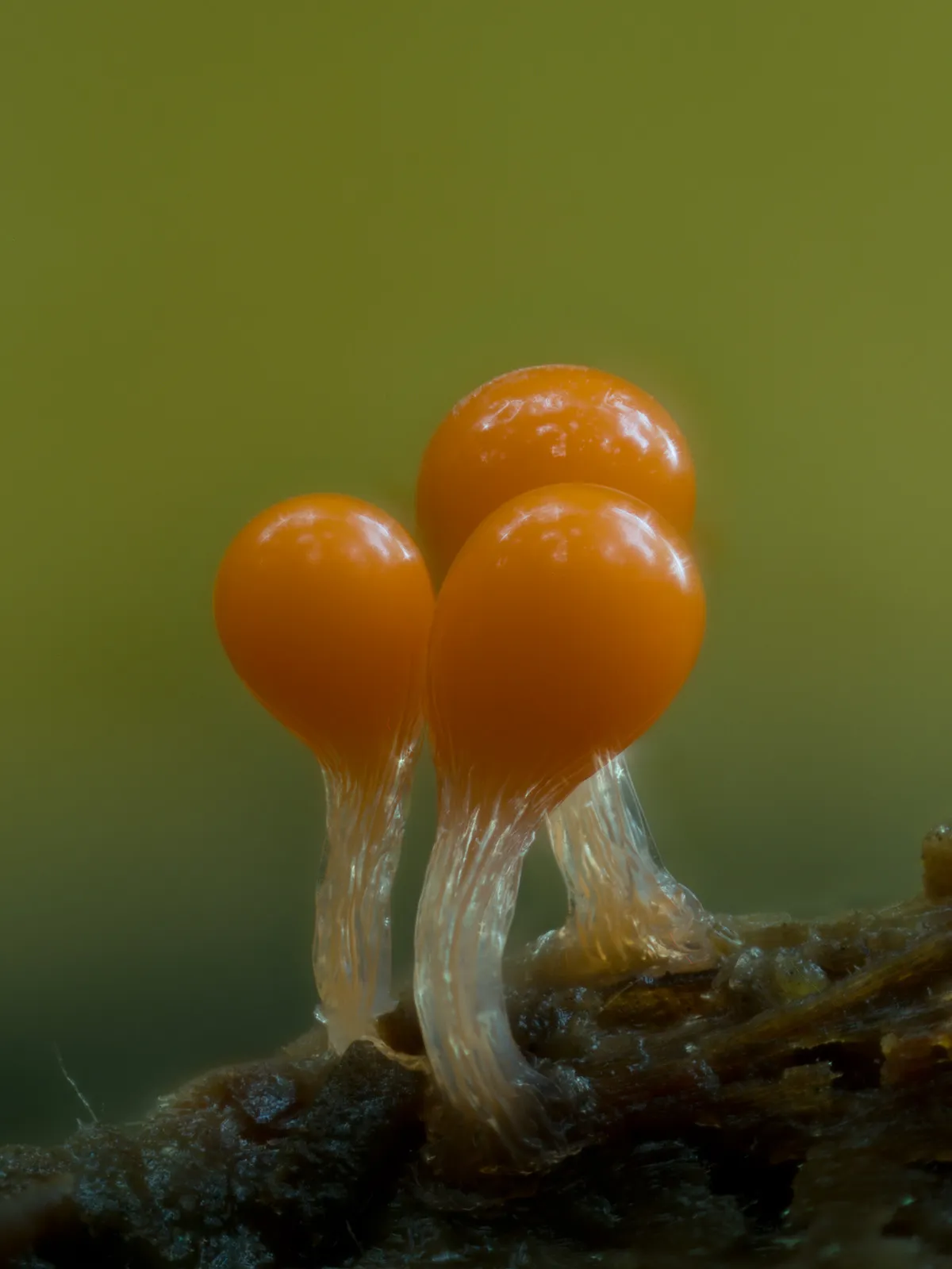 Slime Mould 2023C 9