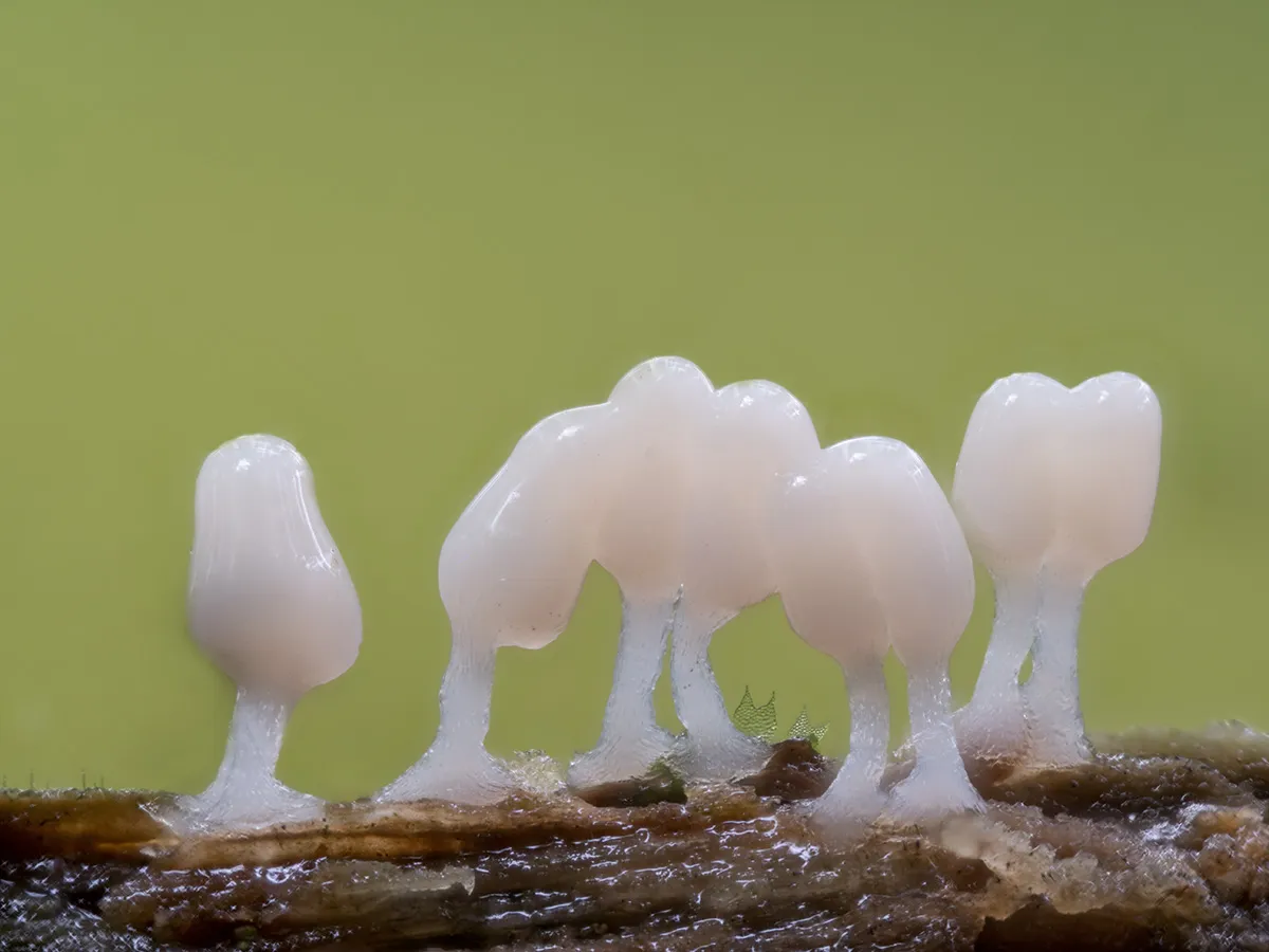 Slime Mould 2024 1