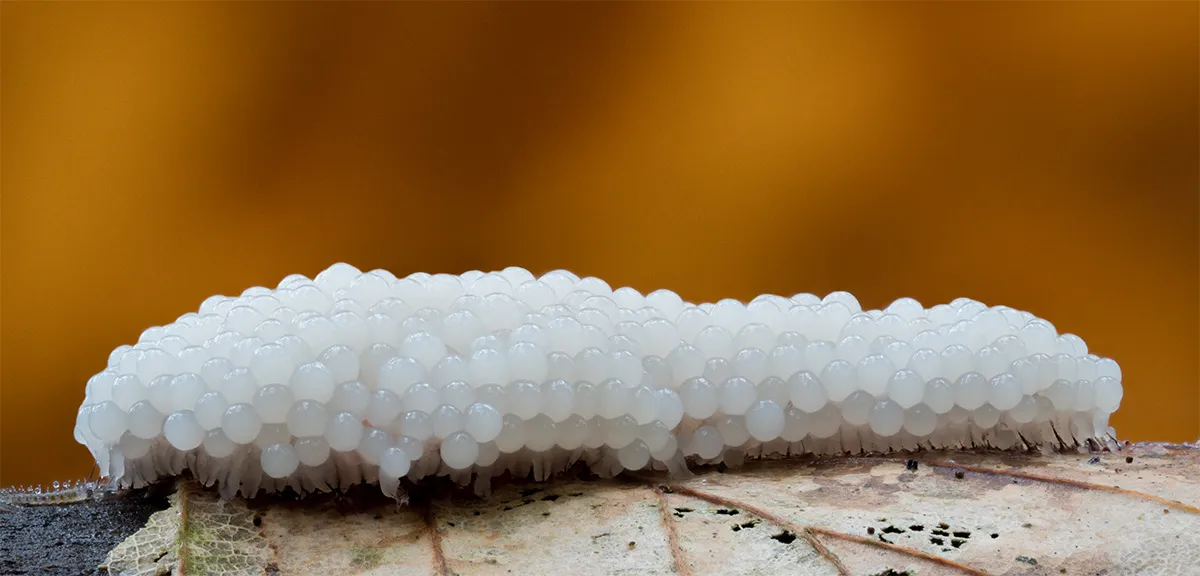 Slime Mould 2024 13