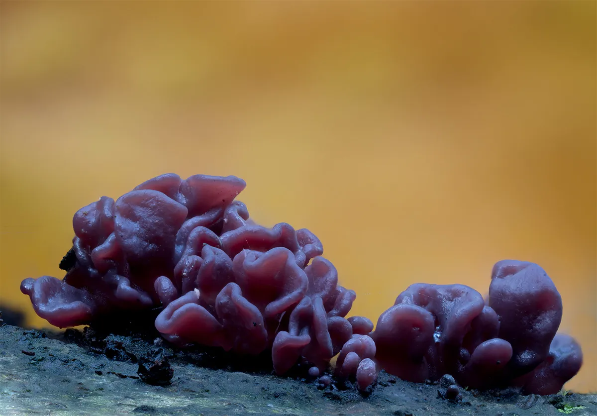 Slime Mould 2024 14