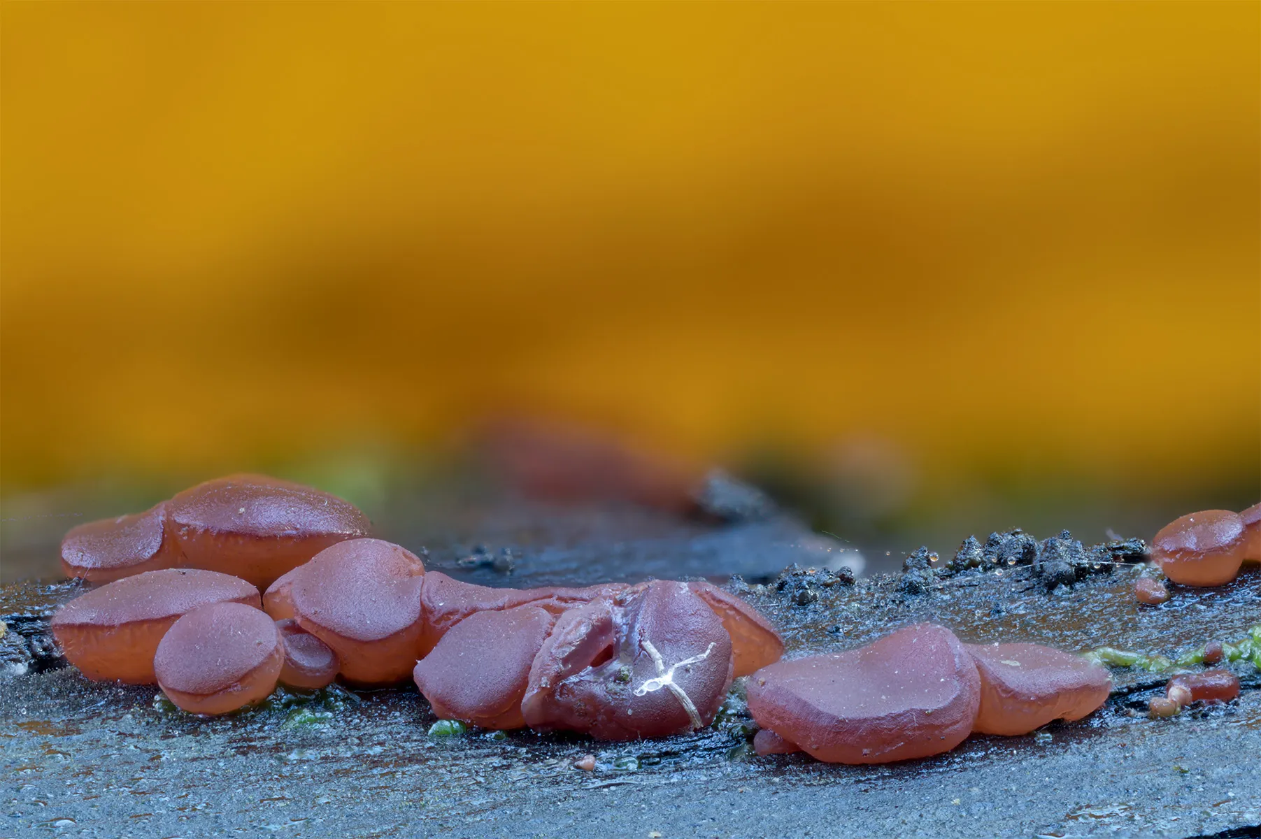 Slime Mould 2024 15
