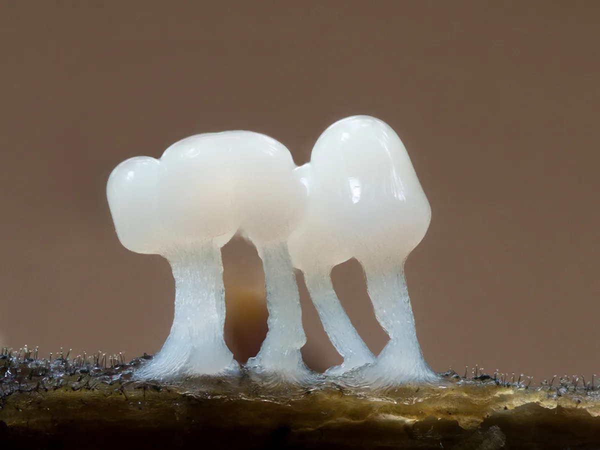 Slime Mould 2024 2