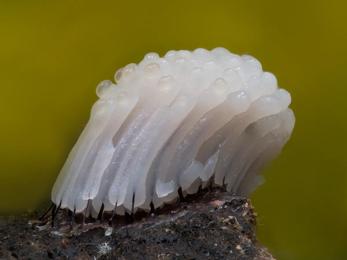 Slime Mould 2024 4