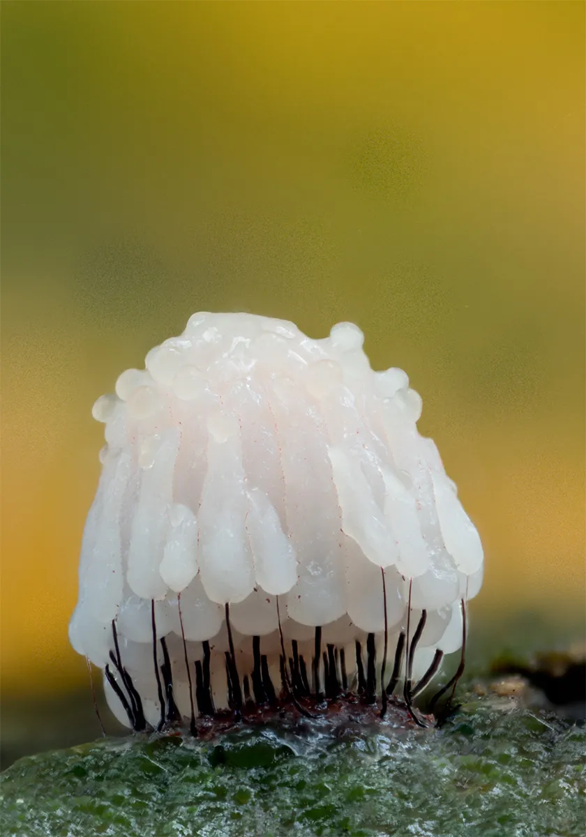 Slime Mould 2024 5