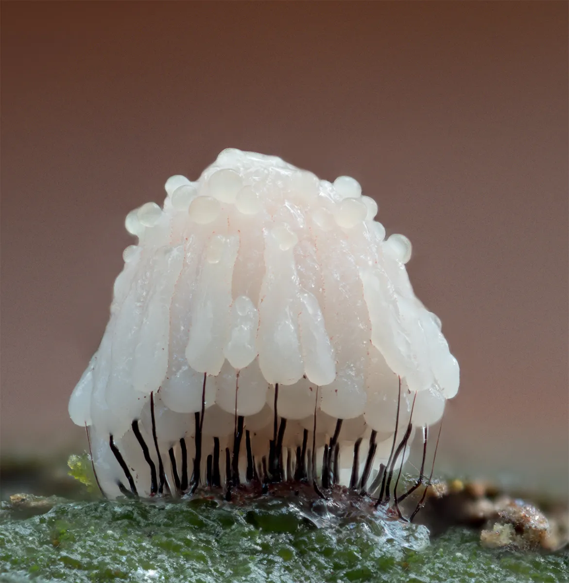 Slime Mould 2024 6