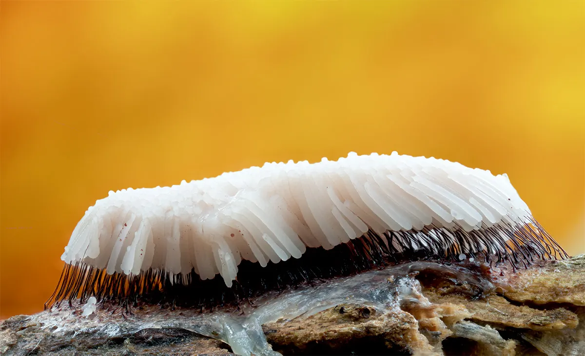 Slime Mould 2024 7