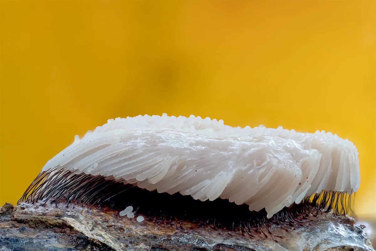 Slime Mould 2024 8