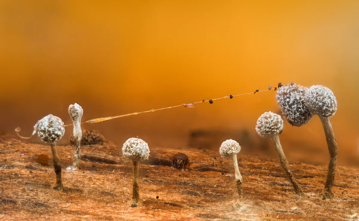 Slime Mould 2025 10
