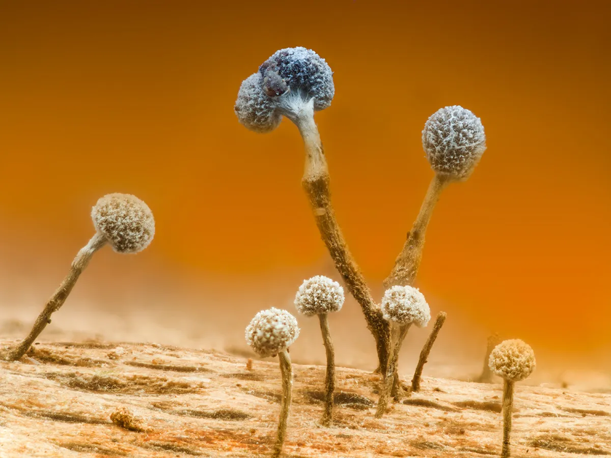 Slime Mould 2025 11
