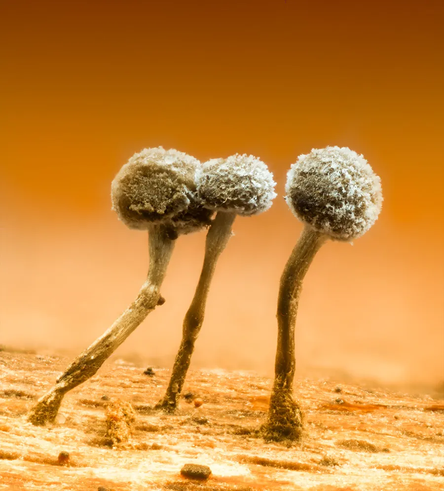 Slime Mould 2025 12