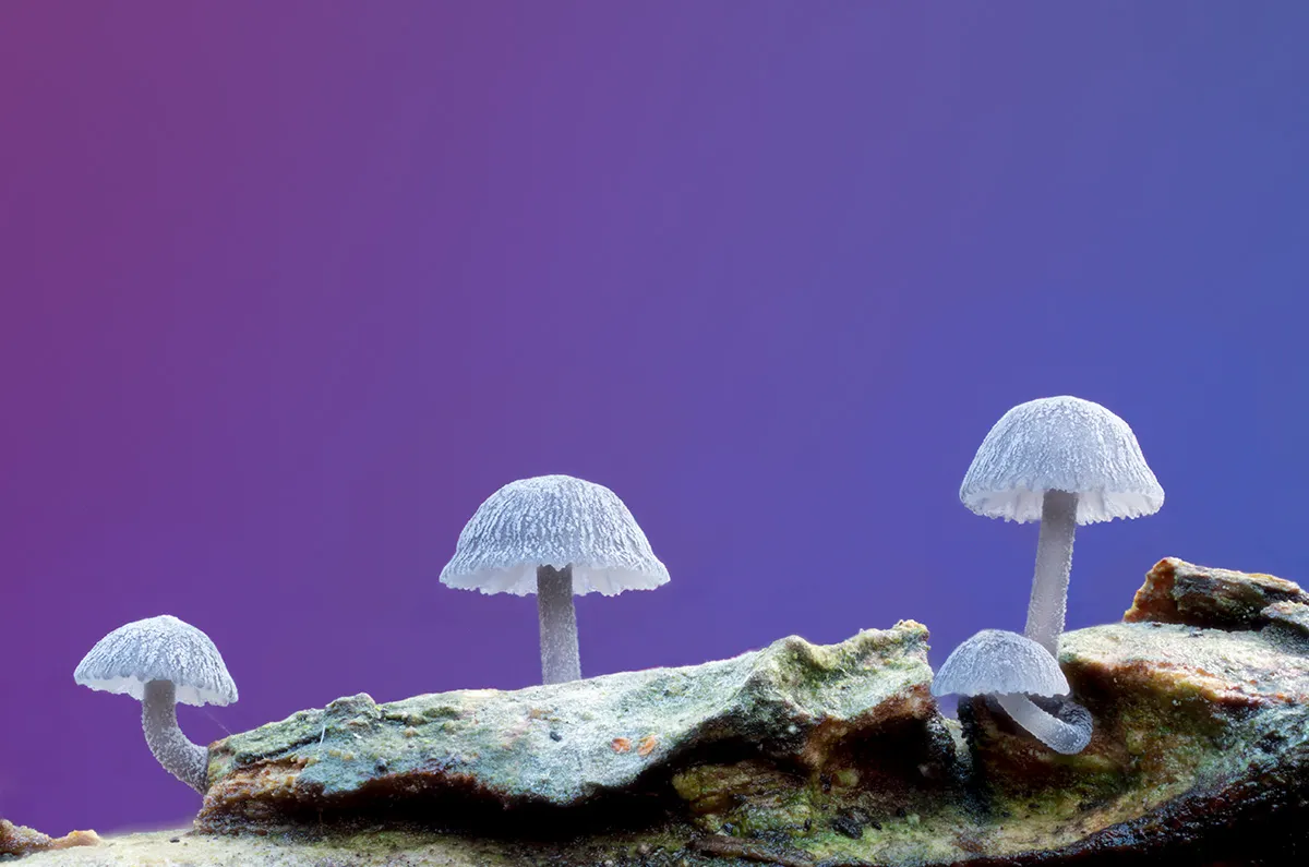 Slime Mould 2025 13