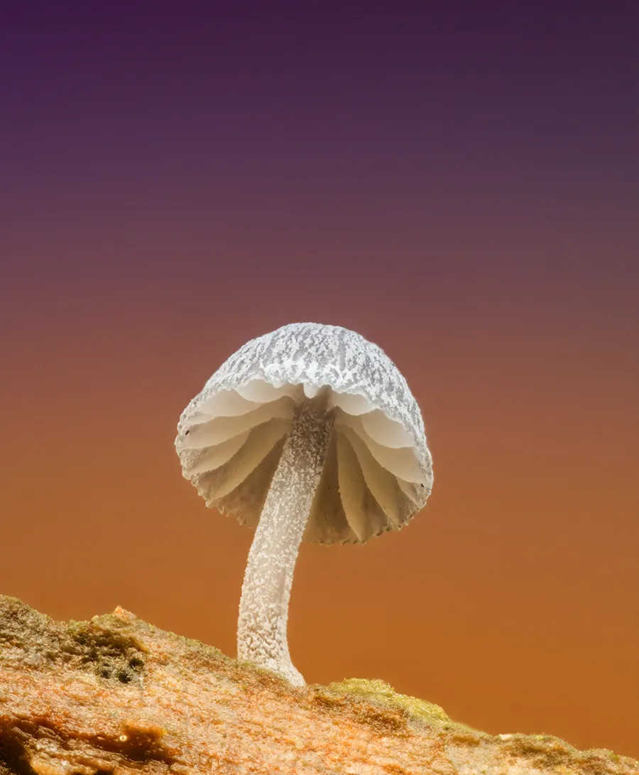 Slime Mould 2025 17