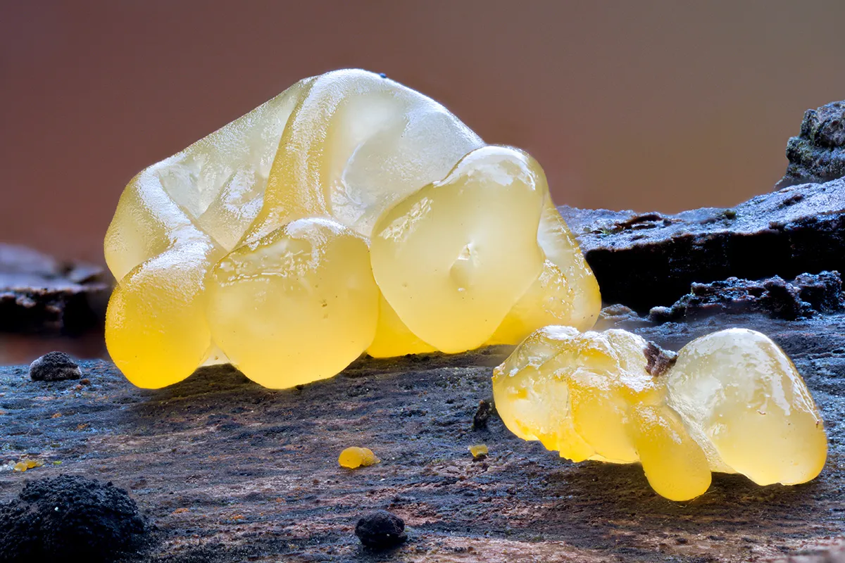 Slime Mould 2025 18