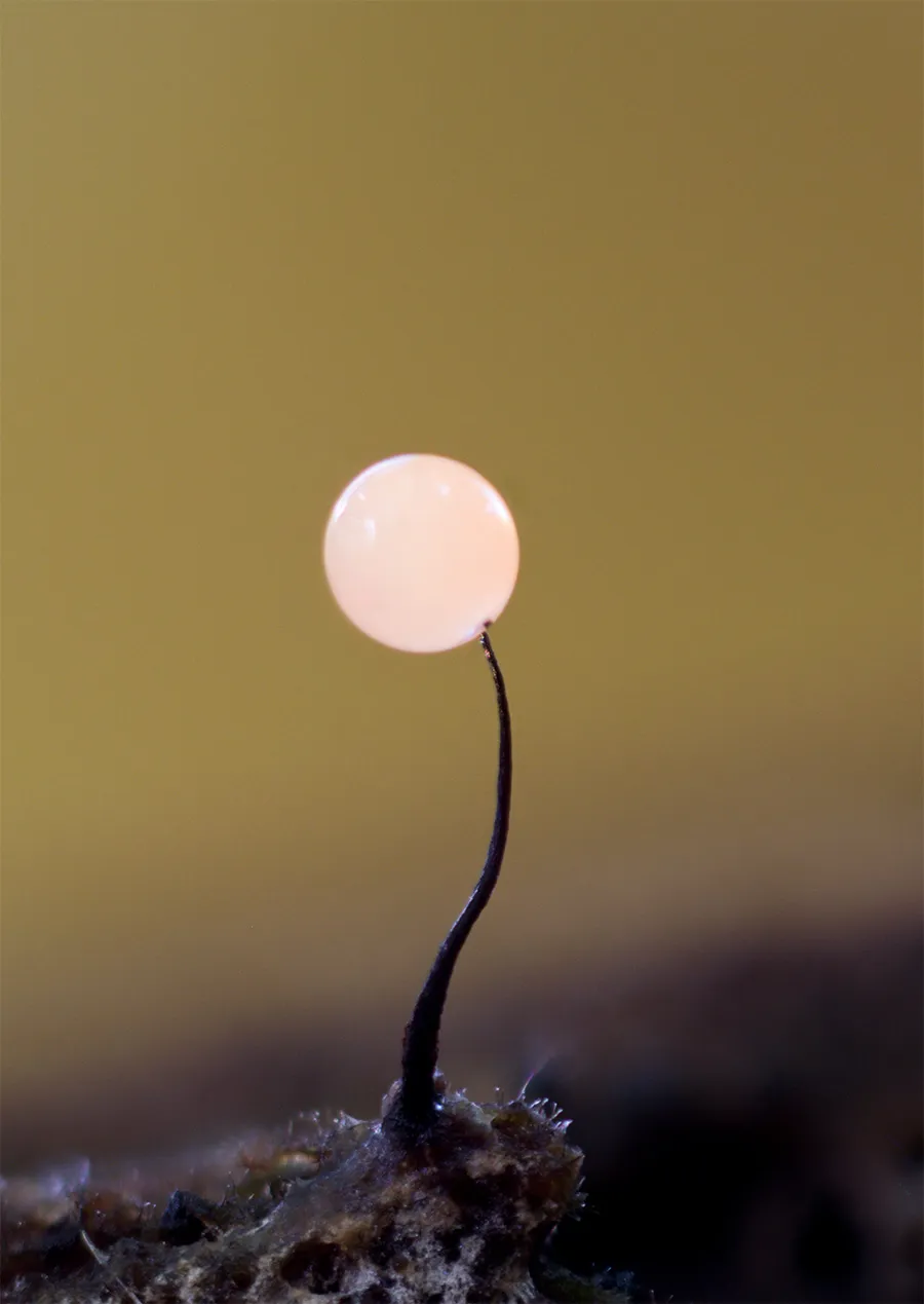 Slime Mould 2025 2
