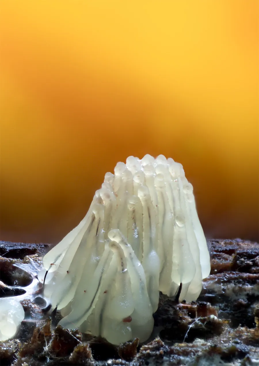 Slime Mould 2025 5