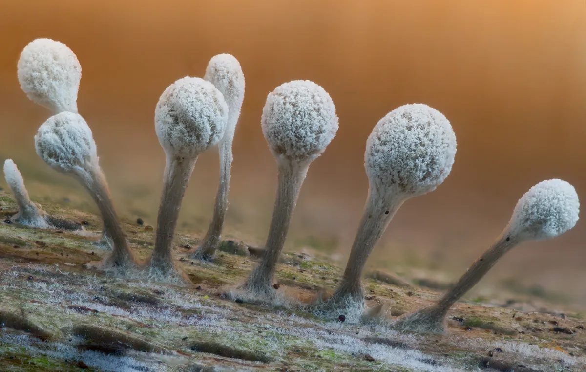 Slime Mould 2025 8