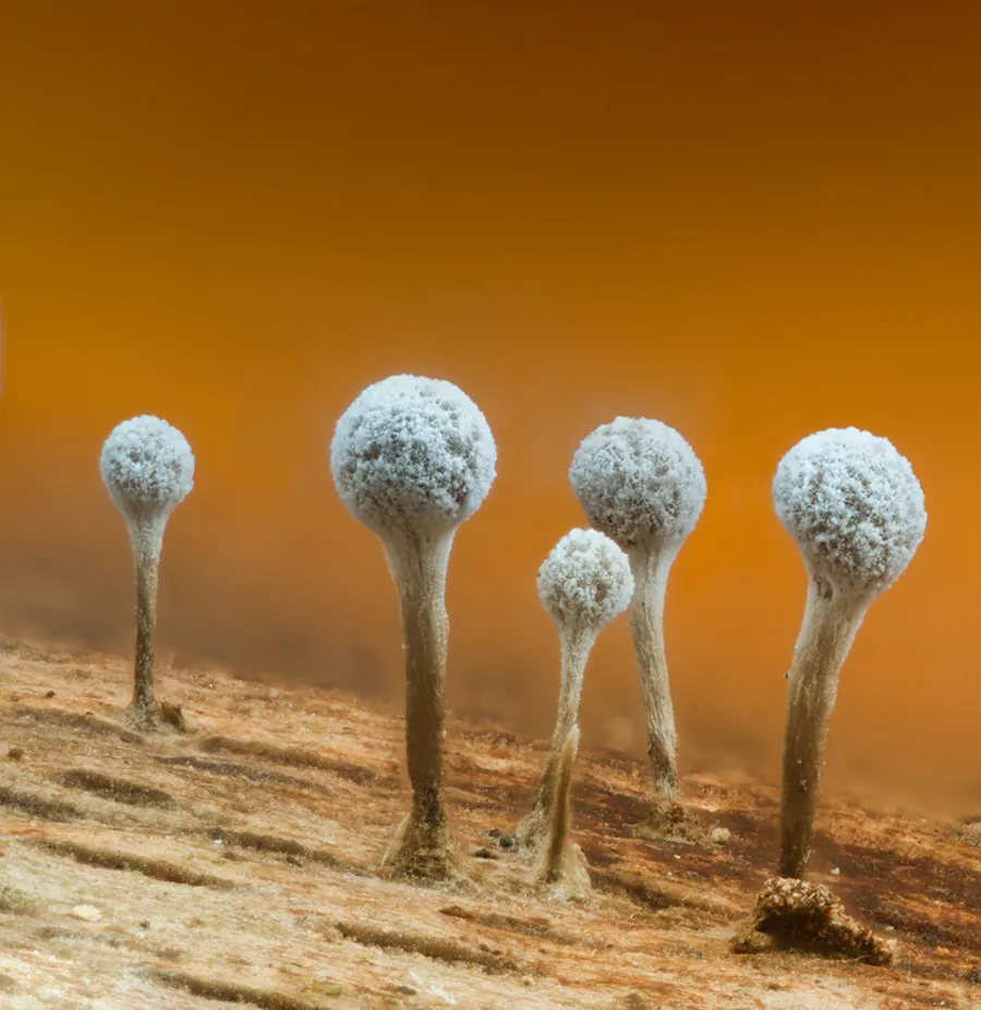 Slime Mould 2025 9