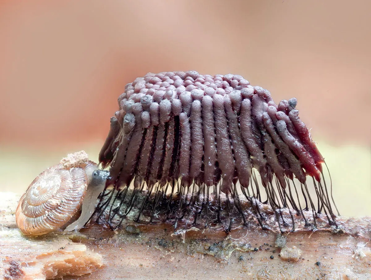 Slime Mould 2026 1