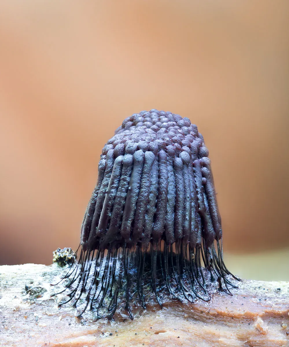 Slime Mould 2026 10