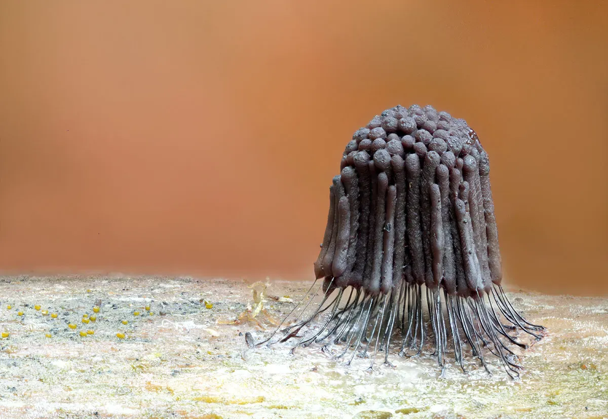 Slime Mould 2026 12