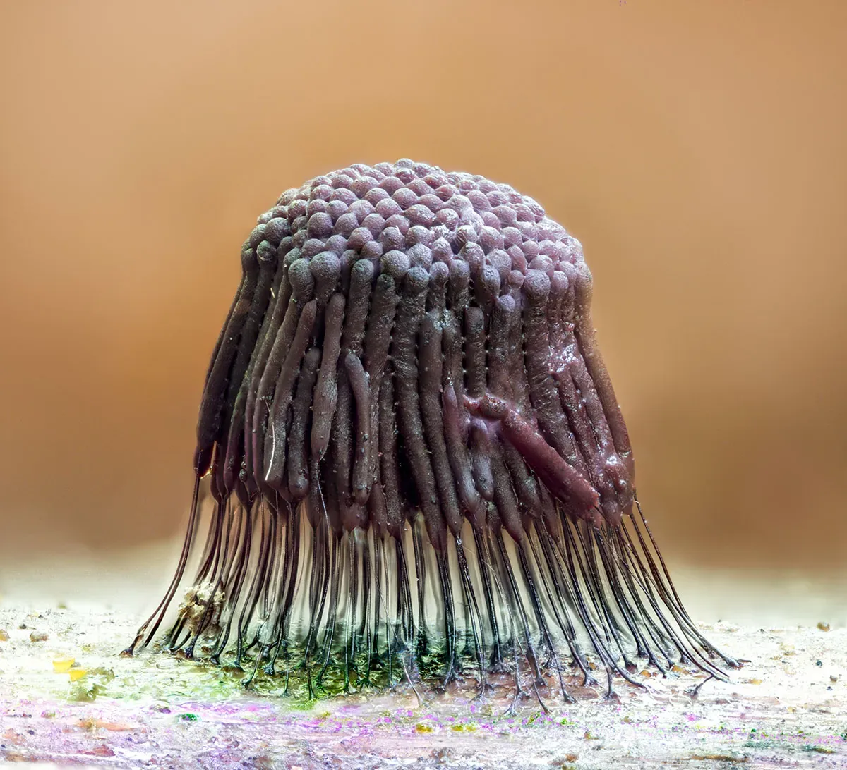Slime Mould 2026 13