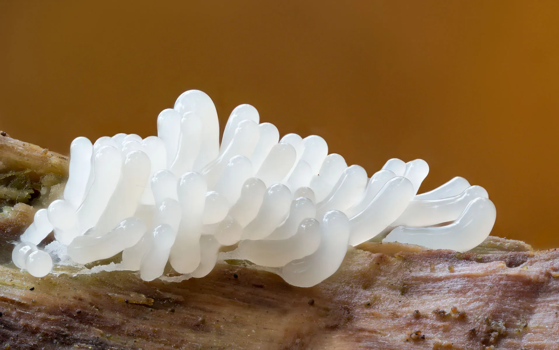 Slime Mould 2026 15
