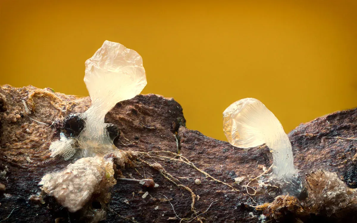 Slime Mould 2026 16