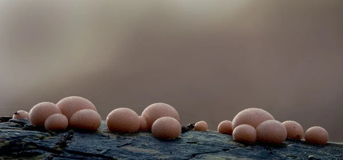 Slime Mould 2026 18