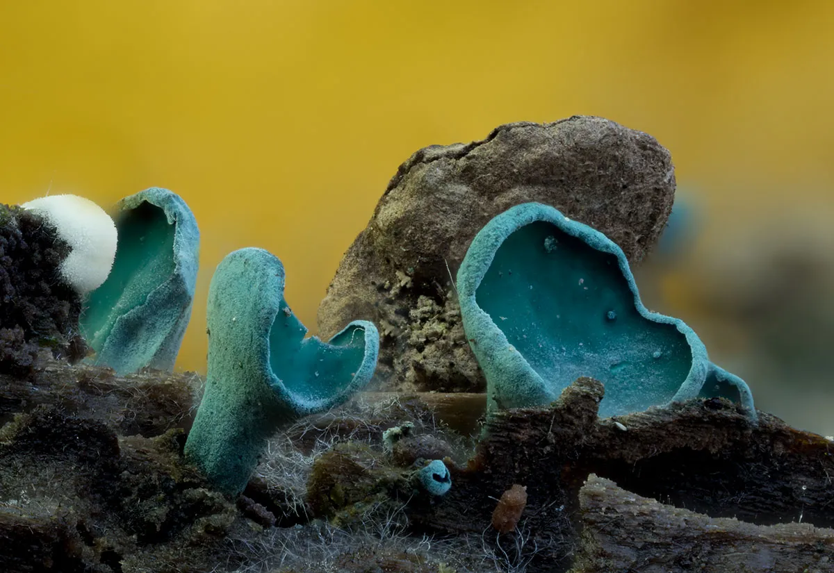 Slime Mould 2026 19